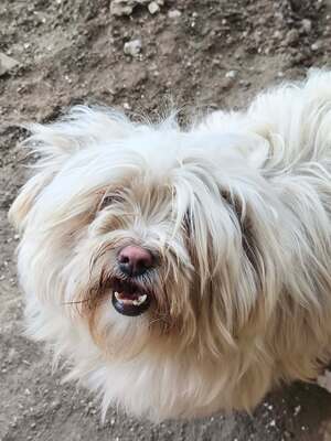 Kleine Schmusehündin Dolly sucht ihr Zuhause, Bichon - Mischling - Hündin