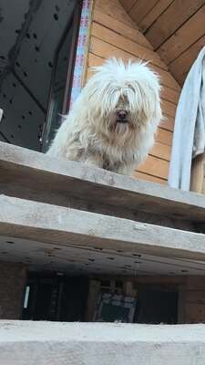 Kleine Schmusehündin Dolly sucht ihr Zuhause, Bichon - Mischling - Hündin