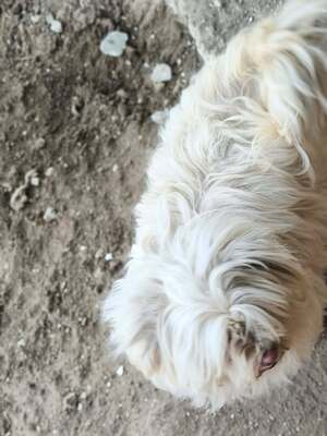 Kleine Schmusehündin Dolly sucht ihr Zuhause, Bichon - Mischling - Hündin