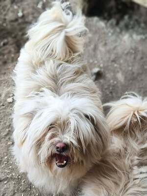 Kleine Schmusehündin Dolly sucht ihr Zuhause, Bichon - Mischling - Hündin