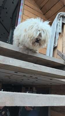 Kleine Schmusehündin Dolly sucht ihr Zuhause, Bichon - Mischling - Hündin