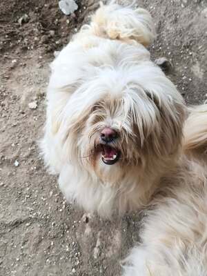 Kleine Schmusehündin Dolly sucht ihr Zuhause, Bichon - Mischling - Hündin