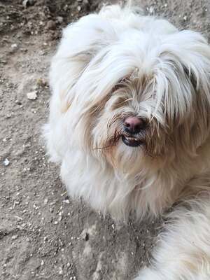 Kleine Schmusehündin Dolly sucht ihr Zuhause, Bichon - Mischling - Hündin