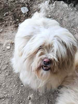 Kleine Schmusehündin Dolly sucht ihr Zuhause, Bichon - Mischling - Hündin