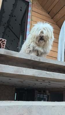 Kleine Schmusehündin Dolly sucht ihr Zuhause, Bichon - Mischling - Hündin