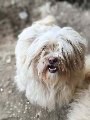 Kleine Schmusehündin Dolly sucht ihr Zuhause, Bichon - Mischling - Hündin