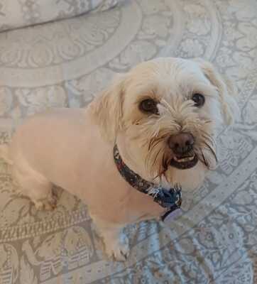 Kleine Schmusehündin Dolly sucht ihr Zuhause, Bichon - Mischling - Hündin