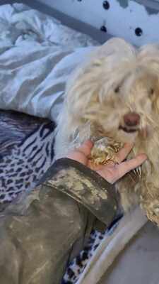 Kleine Schmusehündin Dolly sucht ihr Zuhause, Mischling - Hündin