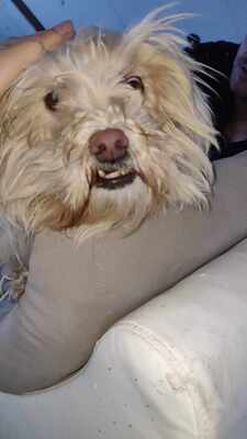 Kleine Schmusehündin Dolly sucht ihr Zuhause, Mischling - Hündin