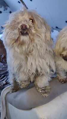 Kleine Schmusehündin Dolly sucht ihr Zuhause, Mischling - Hündin