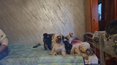 Kleine Schmusehündin Dolly sucht ihr Zuhause, Mischling - Hündin