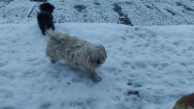 Kleine Schmusehündin Dolly sucht ihr Zuhause, Mischling - Hündin