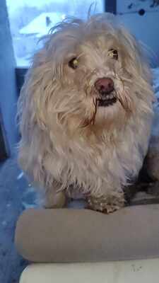 Kleine Schmusehündin Dolly sucht ihr Zuhause, Mischling - Hündin