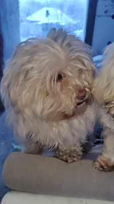 Kleine Schmusehündin Dolly sucht ihr Zuhause, Mischling - Hündin