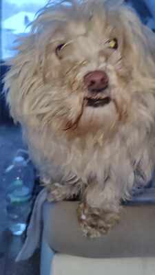 Kleine Schmusehündin Dolly sucht ihr Zuhause, Mischling - Hündin