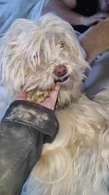 Kleine Schmusehündin Dolly sucht ihr Zuhause, Mischling - Hündin