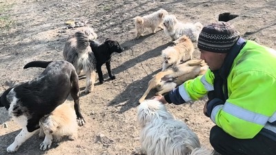 Kleine Schmusehündin Dolly sucht ihr Zuhause, Mischling - Hündin