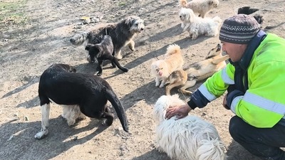 Kleine Schmusehündin Dolly sucht ihr Zuhause, Mischling - Hündin