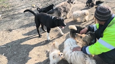 Kleine Schmusehündin Dolly sucht ihr Zuhause, Mischling - Hündin