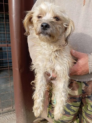 🌟 Kleine Strubbelmaus Bella sucht ein warmes Zuhause 🌟