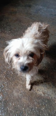 🌟 Kleine Strubbelmaus Bella sucht ein warmes Zuhause 🌟, Mischling - Hündin