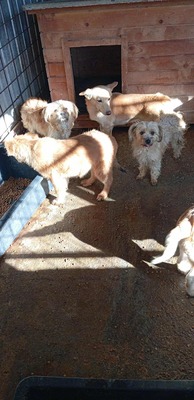 🌟 Kleine Strubbelmaus Bella sucht ein warmes Zuhause 🌟, Mischling - Hündin