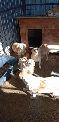 🌟 Kleine Strubbelmaus Bella sucht ein warmes Zuhause 🌟, Mischling - Hündin