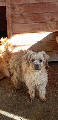 🌟 Kleine Strubbelmaus Bella sucht ein warmes Zuhause 🌟, Mischling - Hündin