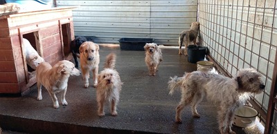 🌟 Kleine Strubbelmaus Bella sucht ein warmes Zuhause 🌟, Mischling - Hündin