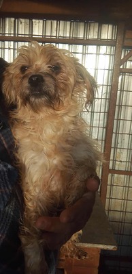 🌟 Kleine Strubbelmaus Bella sucht ein warmes Zuhause 🌟, Mischling - Hündin