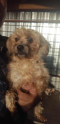 🌟 Kleine Strubbelmaus Bella sucht ein warmes Zuhause 🌟, Mischling - Hündin