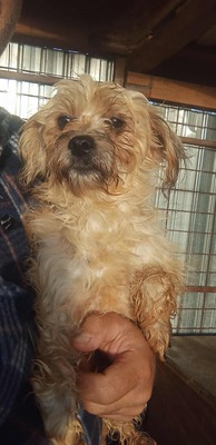 🌟 Kleine Strubbelmaus Bella sucht ein warmes Zuhause 🌟, Mischling - Hündin