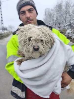 Kleine Strubbelmaus Merida sucht ihre Menschen, Bichon - Mischling - Hündin