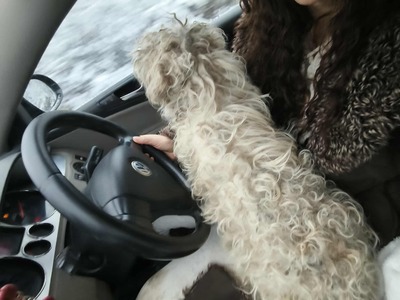 Kleine Strubbelmaus Merida sucht ihre Menschen, Bichon - Mischling - Hündin