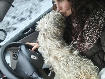 Kleine Strubbelmaus Merida sucht ihre Menschen, Bichon - Mischling - Hündin