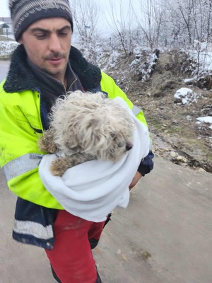 Kleine Strubbelmaus Merida sucht ihre Menschen, Bichon - Mischling - Hündin