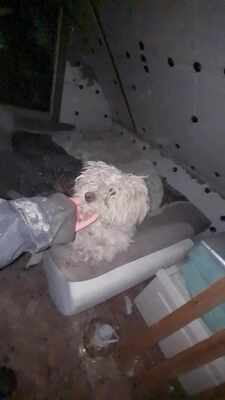 Kleine Strubbelmaus Merida sucht ihre Menschen, Bichon - Mischling - Hündin