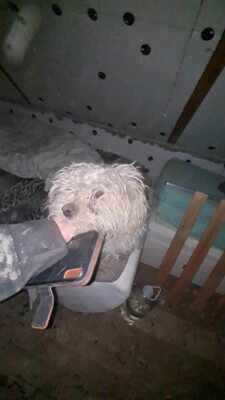 Kleine Strubbelmaus Merida sucht ihre Menschen, Bichon - Mischling - Hündin