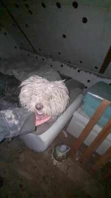 Kleine Strubbelmaus Merida sucht ihre Menschen, Bichon - Mischling - Hündin