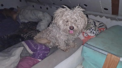 Kleine Strubbelmaus Merida sucht ihre Menschen, Bichon - Mischling - Hündin