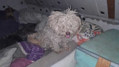 Kleine Strubbelmaus Merida sucht ihre Menschen, Bichon - Mischling - Hündin