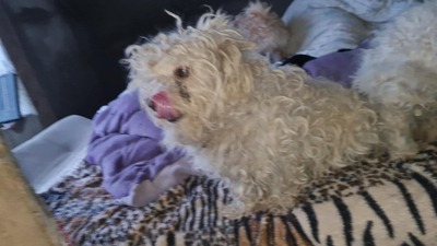 Kleine Strubbelmaus Merida sucht ihre Menschen, Bichon - Mischling - Hündin