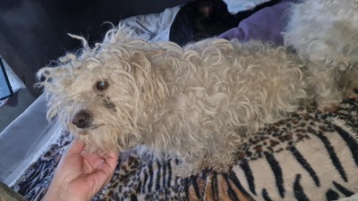 Kleine Strubbelmaus Merida sucht ihre Menschen, Bichon - Mischling - Hündin