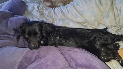 Kleine Strubbelmaus Merida sucht ihre Menschen, Bichon - Mischling - Hündin