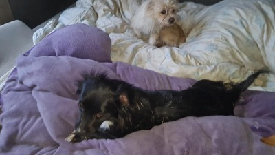 Kleine Strubbelmaus Merida sucht ihre Menschen, Bichon - Mischling - Hündin