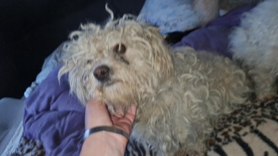 Kleine Strubbelmaus Merida sucht ihre Menschen, Bichon - Mischling - Hündin