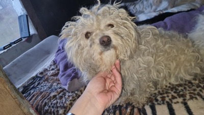 Kleine Strubbelmaus Merida sucht ihre Menschen, Bichon - Mischling - Hündin