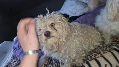 Kleine Strubbelmaus Merida sucht ihre Menschen, Bichon - Mischling - Hündin