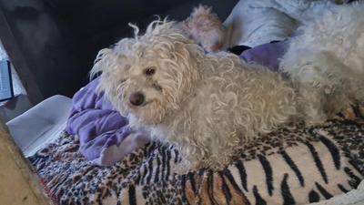 Kleine Strubbelmaus Merida sucht ihre Menschen, Bichon - Mischling - Hündin