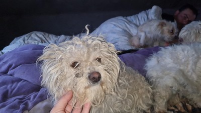 Kleine Strubbelmaus Merida sucht ihre Menschen, Bichon - Mischling - Hündin